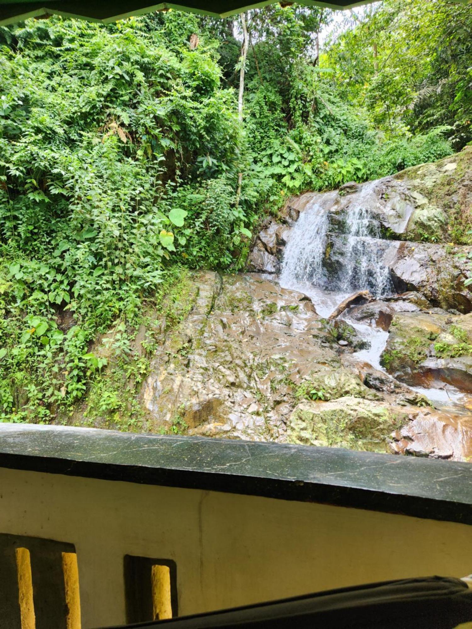 Hotel Jungle